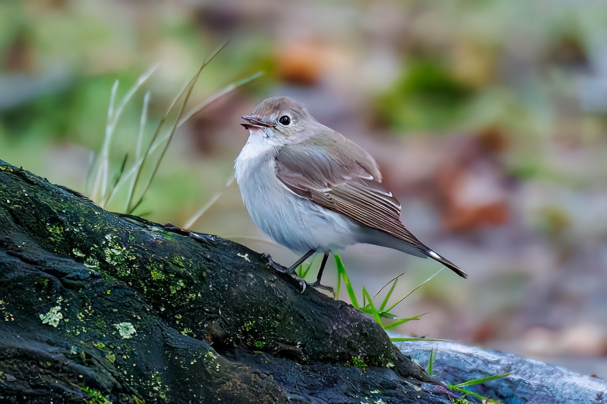 Taiga Flycatcher - ML647544345
