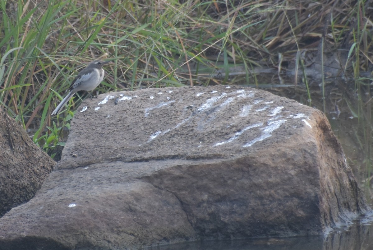 White-browed Wagtail - ML647544348