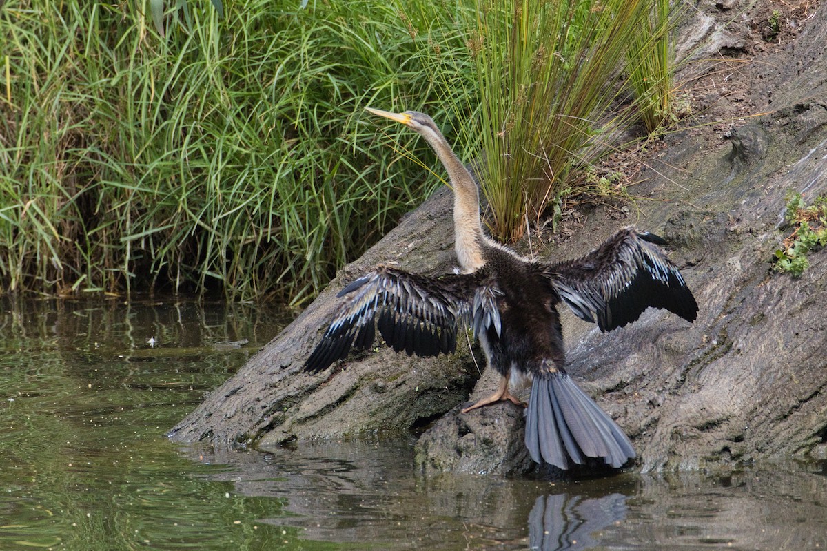 Australasian Darter - ML647544349