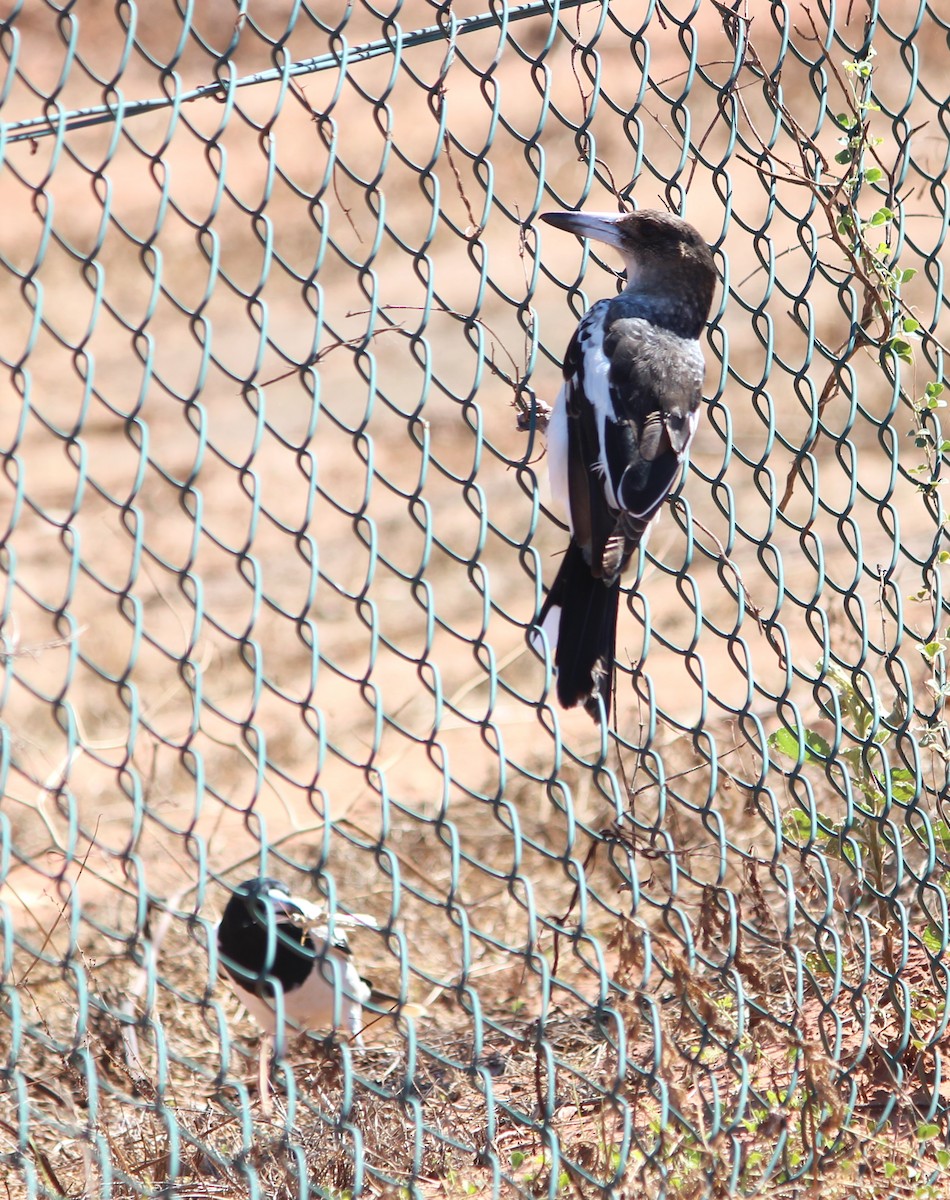 Pied Butcherbird - ML647544351