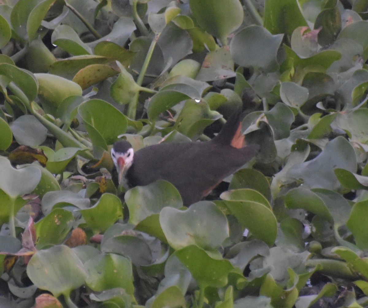 White-breasted Waterhen - ML647544352
