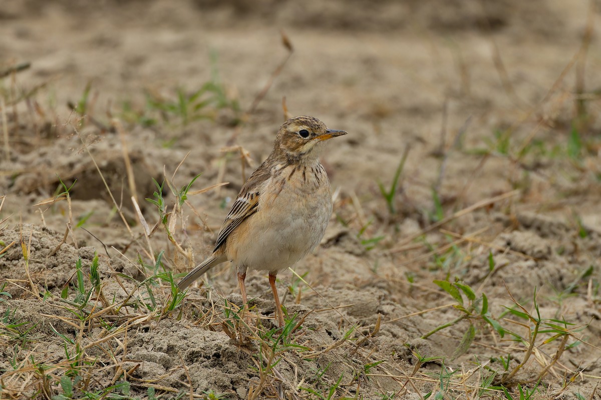 Paddyfield Pipit - ML647544353