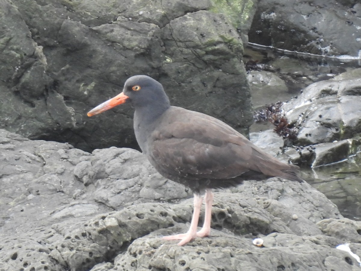 Black Oystercatcher - ML647544354