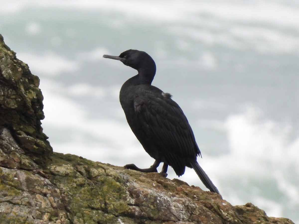 Pelagic Cormorant - ML647544355