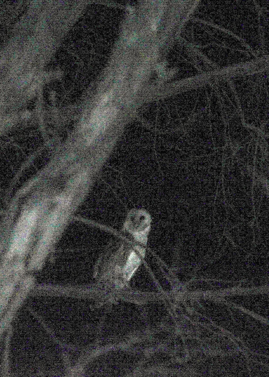 American Barn Owl - ML647544356