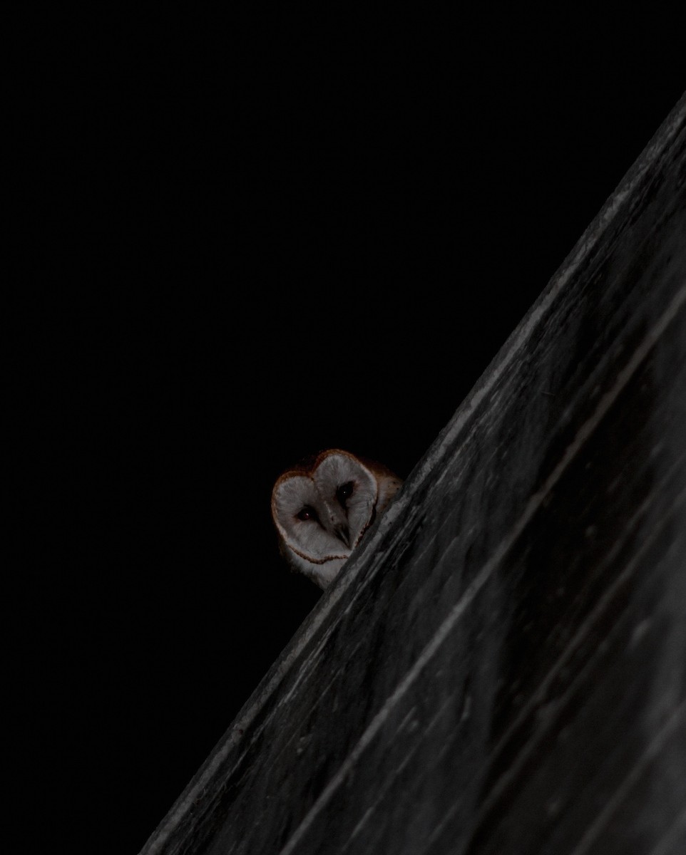 American Barn Owl - ML647544357