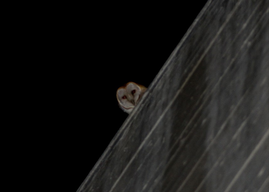 American Barn Owl - ML647544358