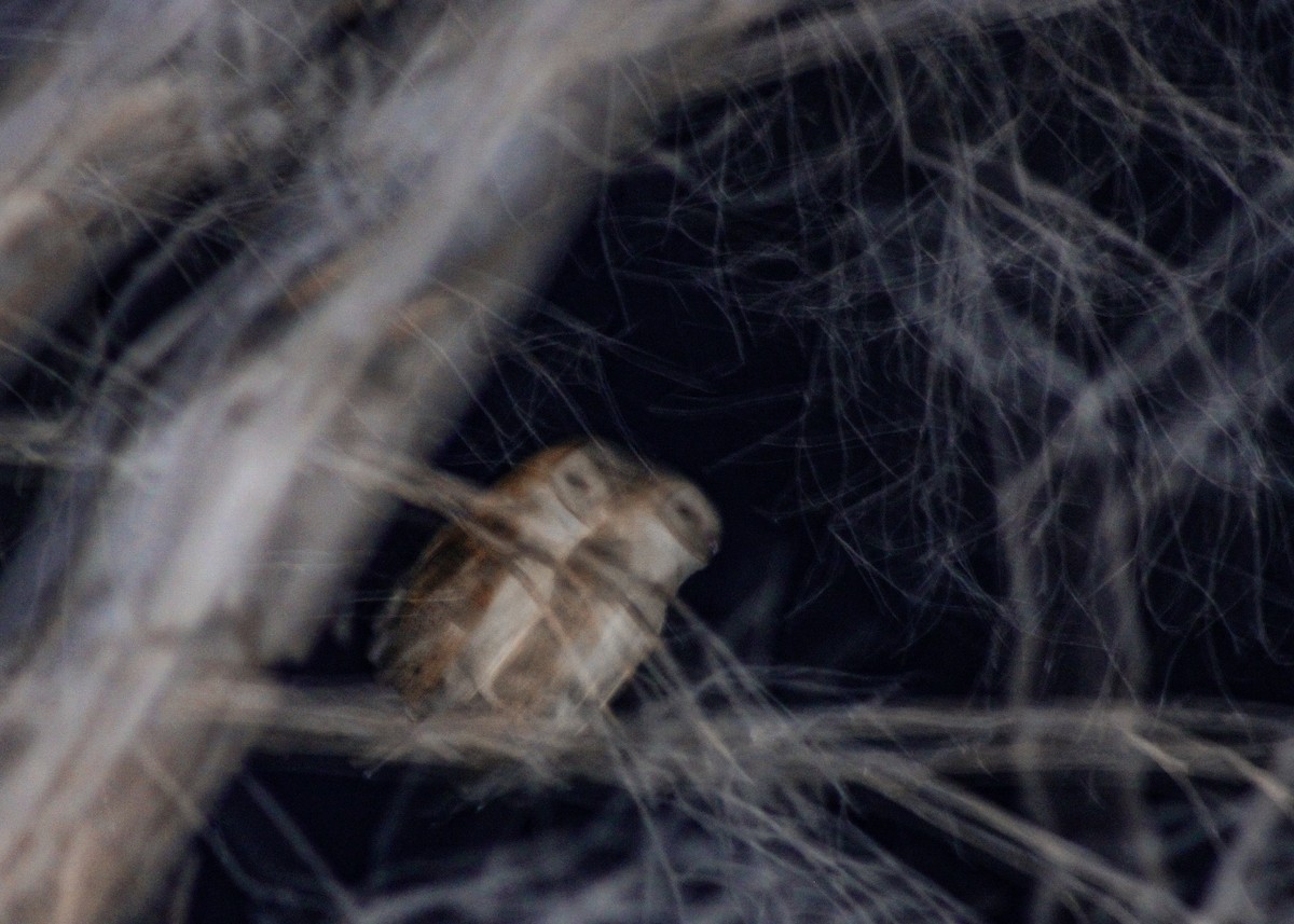 American Barn Owl - ML647544359