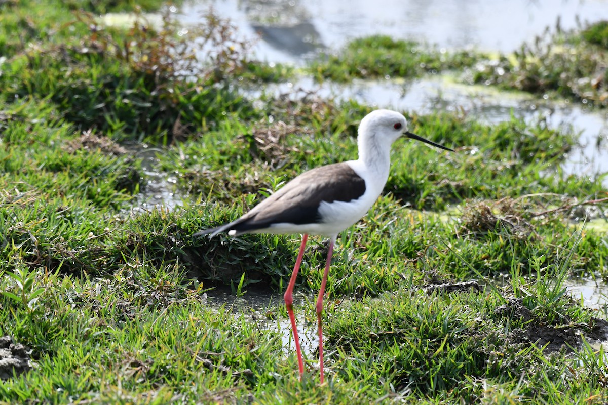 Zankaluze eurasiarra - ML647544369