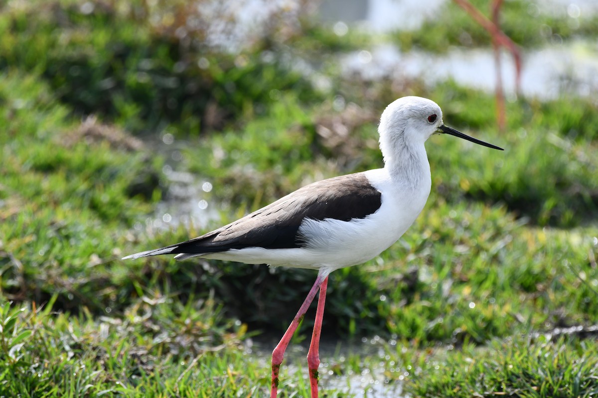 Zankaluze eurasiarra - ML647544370