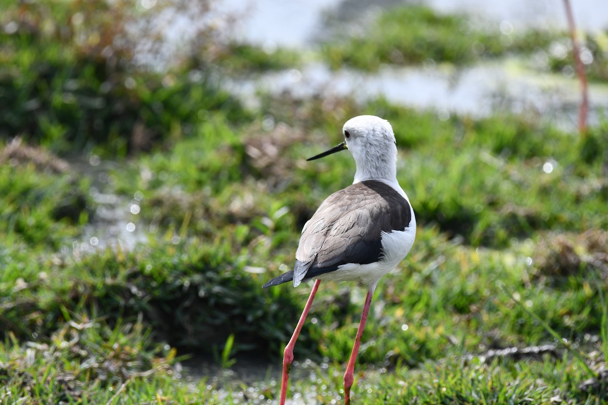 Zankaluze eurasiarra - ML647544371