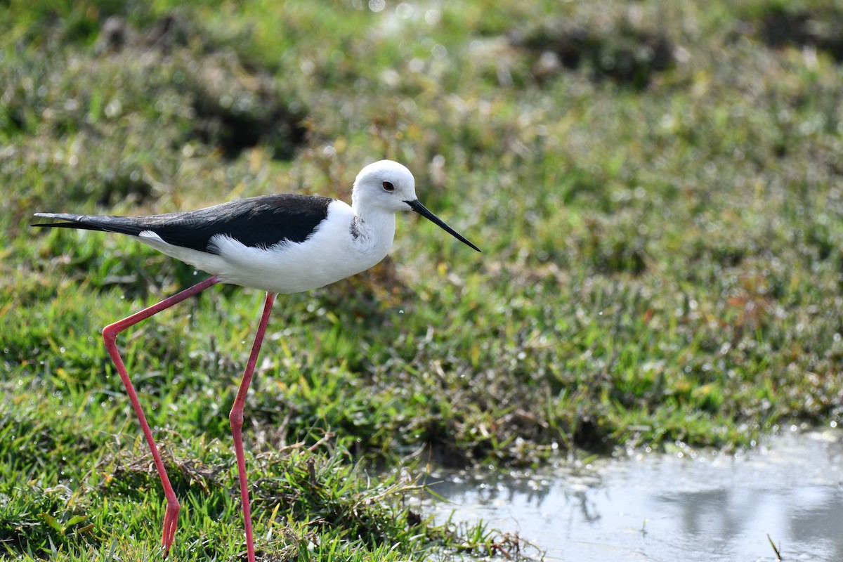 Zankaluze eurasiarra - ML647544372