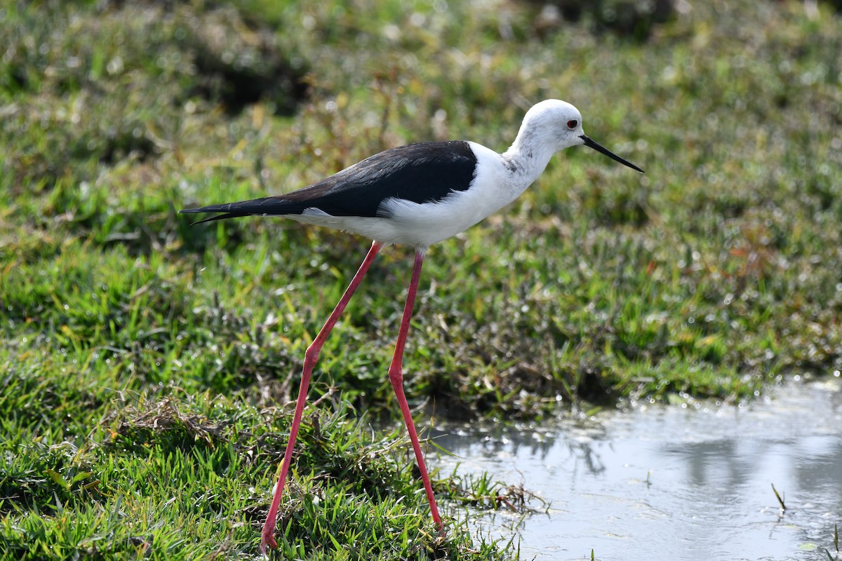 Zankaluze eurasiarra - ML647544373