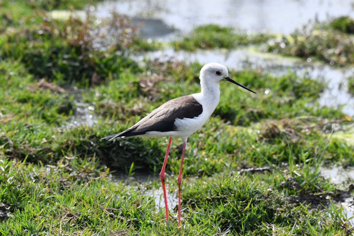 Zankaluze eurasiarra - ML647544374