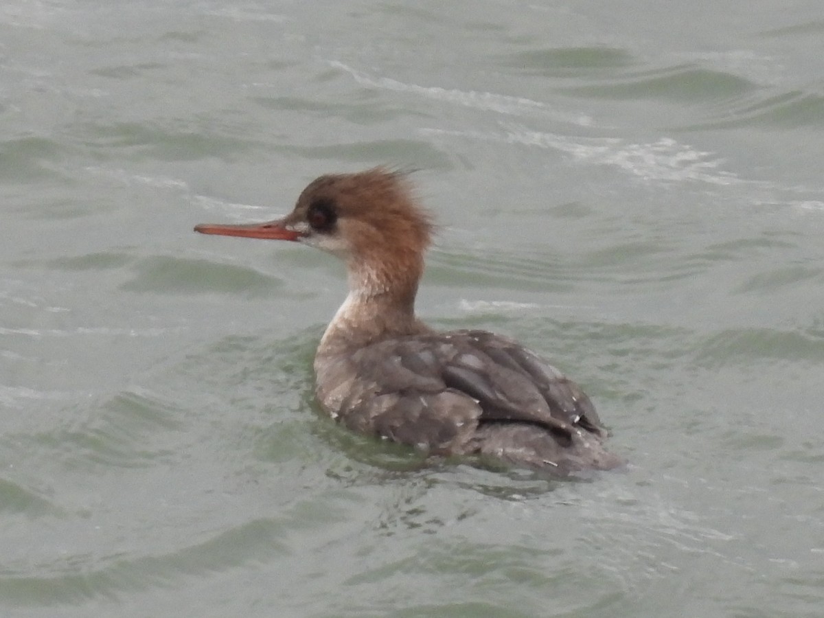 Harle huppé - ML647544401