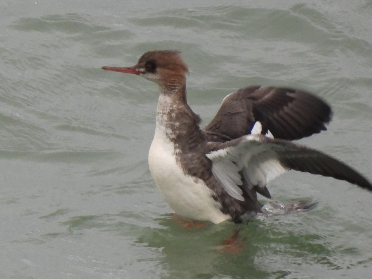 Harle huppé - ML647544405