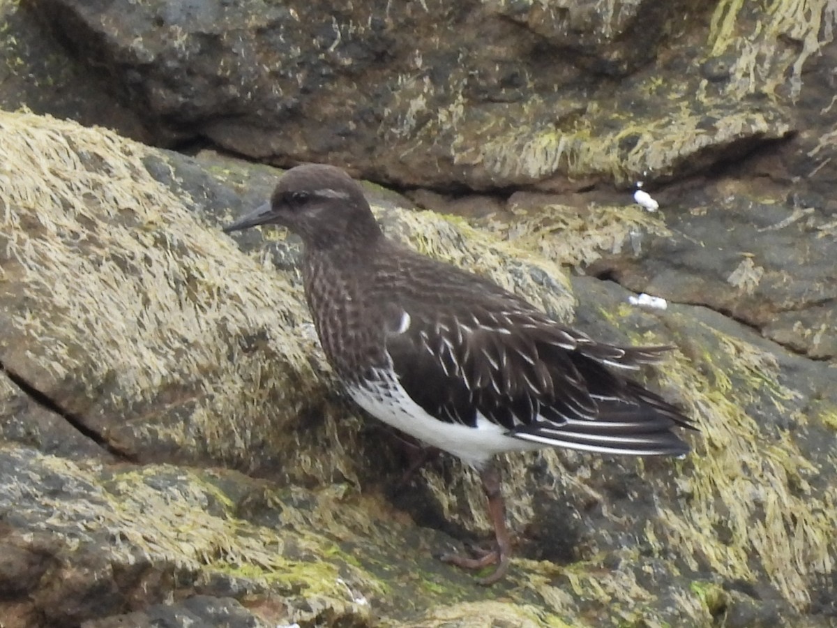 Tournepierre noir - ML647544407