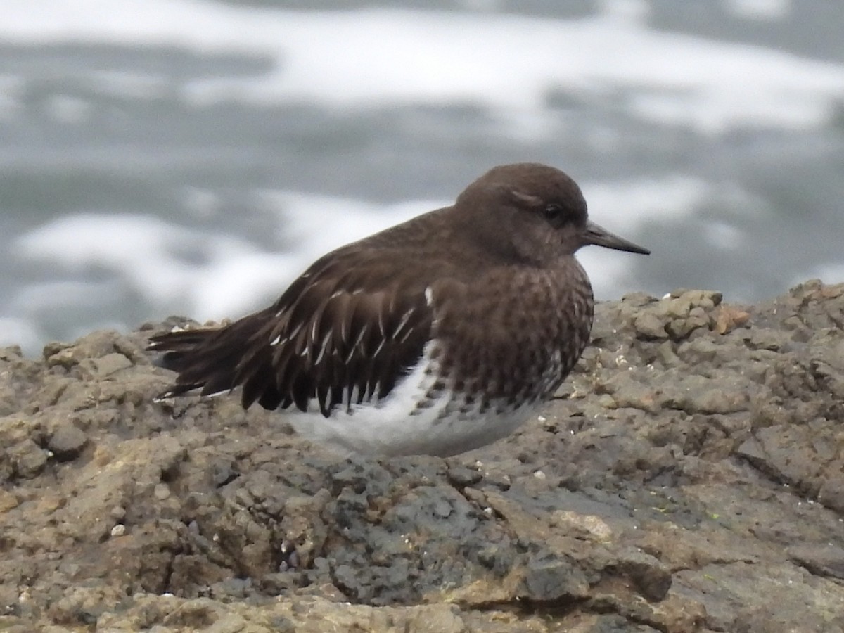 Tournepierre noir - ML647544410