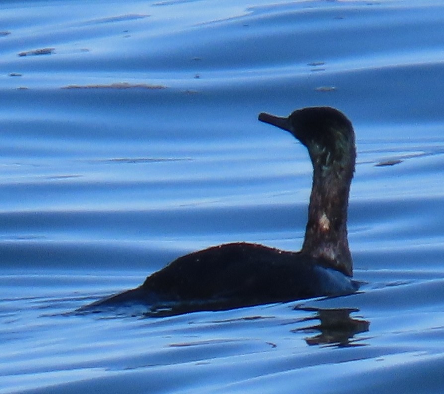 Pelagic Cormorant - ML647544416