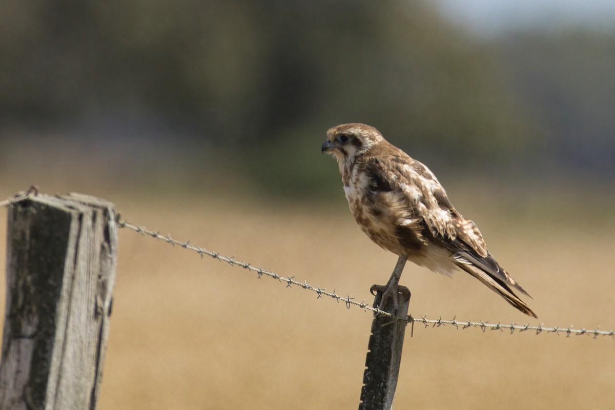 Brown Falcon - ML647544429