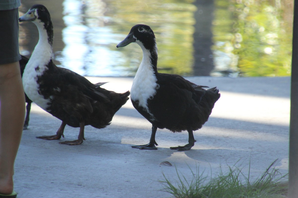 Basahatea (etxekoa) - ML647544432