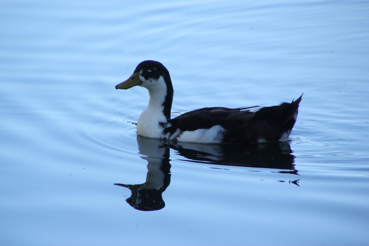 Basahatea (etxekoa) - ML647544436