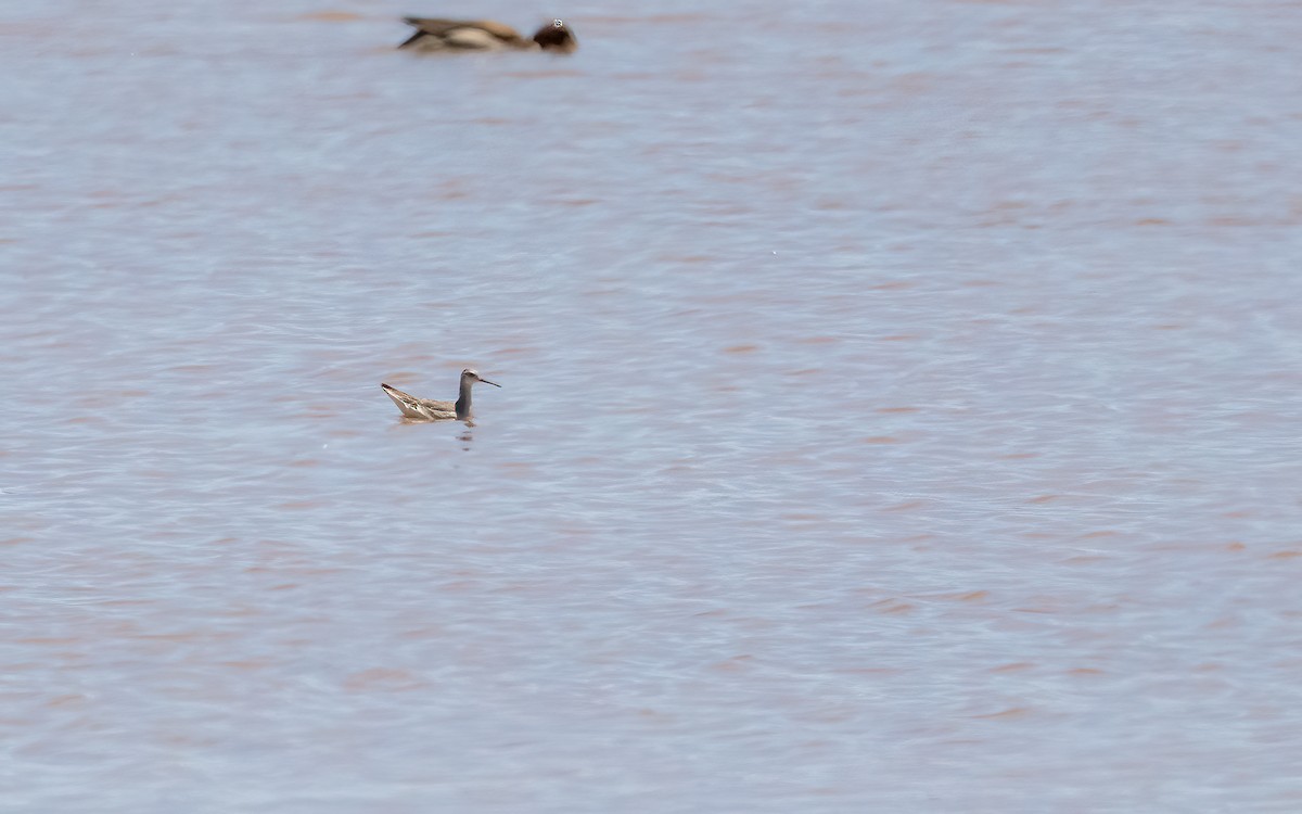 Wilson's Phalarope - ML647544437