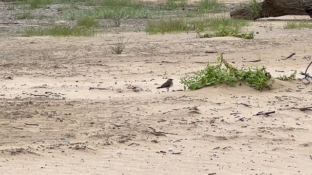 Collared Pratincole - ML647544445