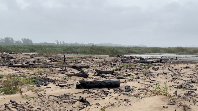 Collared Pratincole - ML647544446