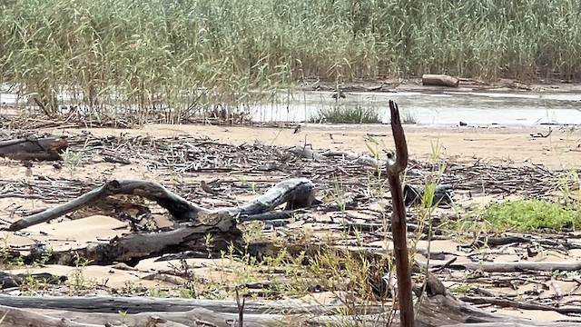 Collared Pratincole - ML647544447