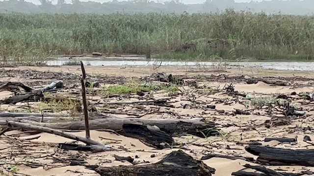 Collared Pratincole - ML647544448