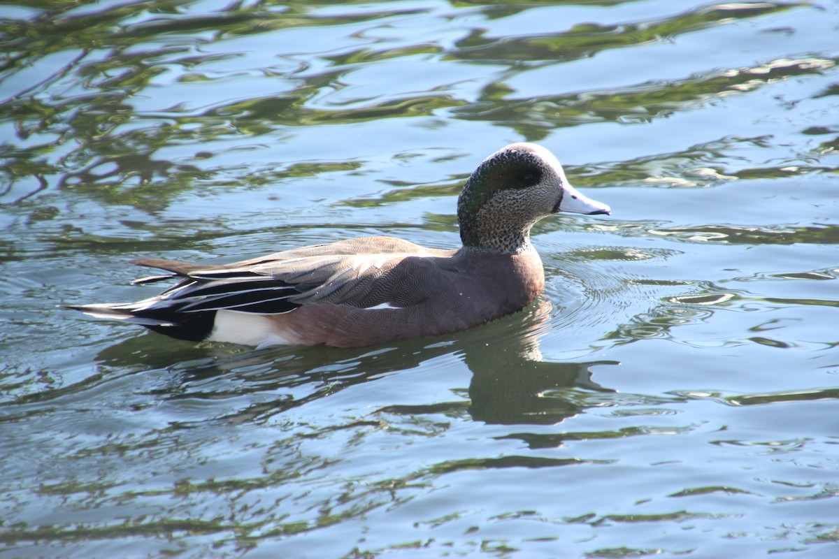 Ahate txistulari amerikarra - ML647544449