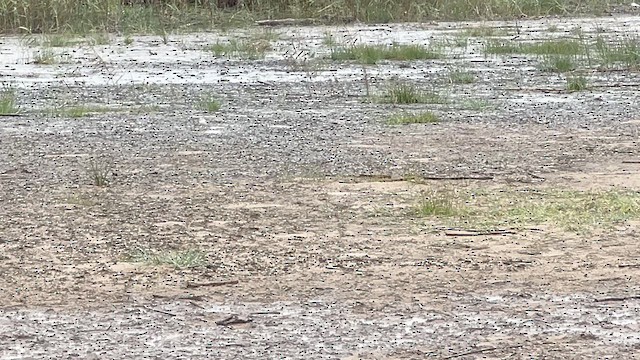 Kittlitz's Plover - ML647544453