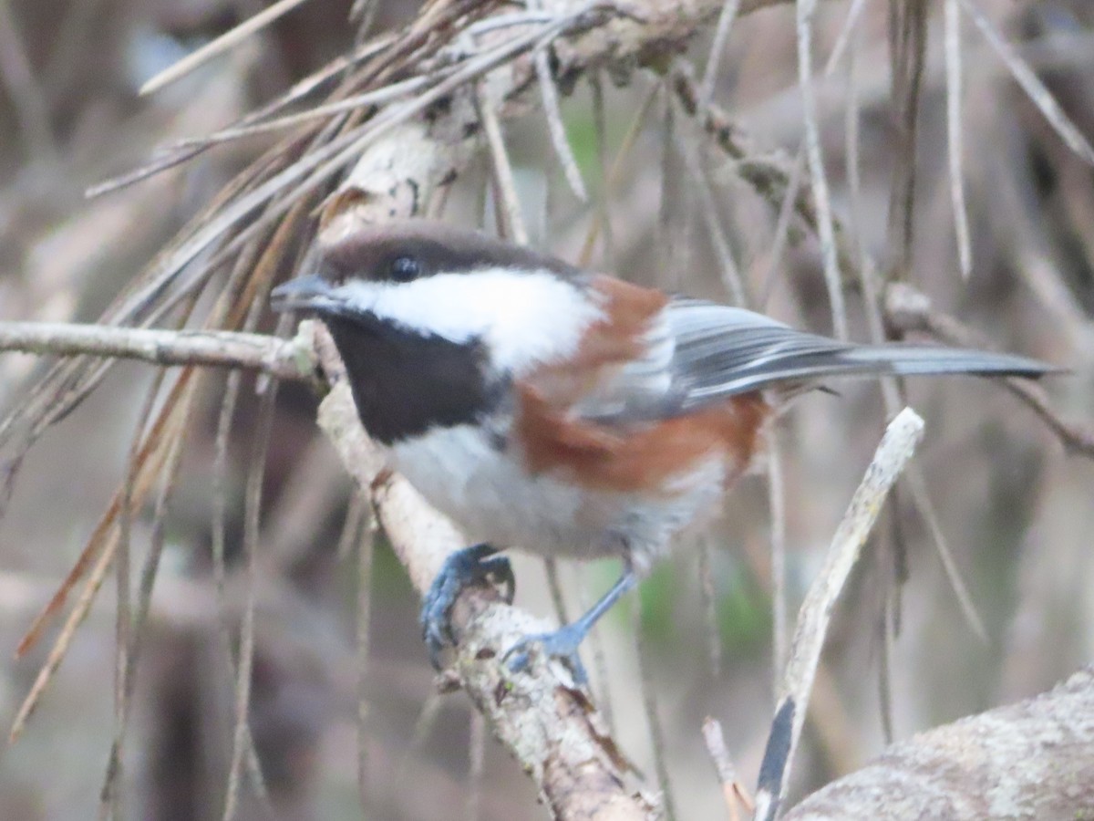 Mésange à dos marron - ML647544454