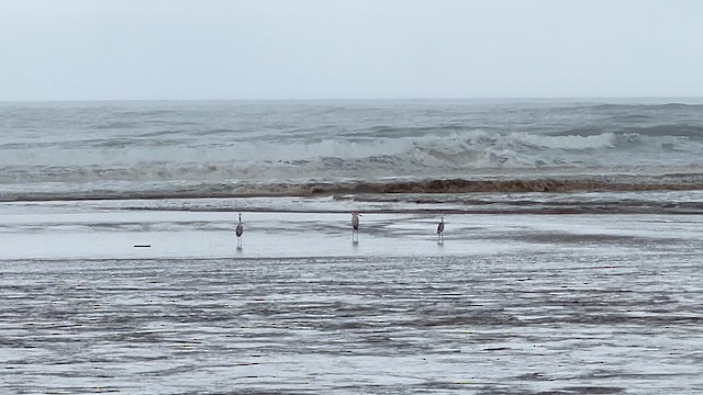 Yellow-billed Stork - ML647544456