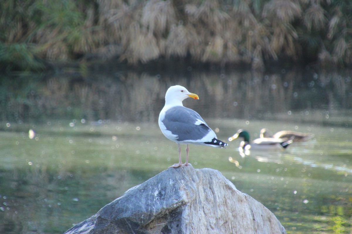 Western Gull - ML647544460