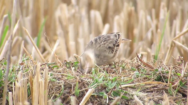 Bengal Bushlark - ML647544470