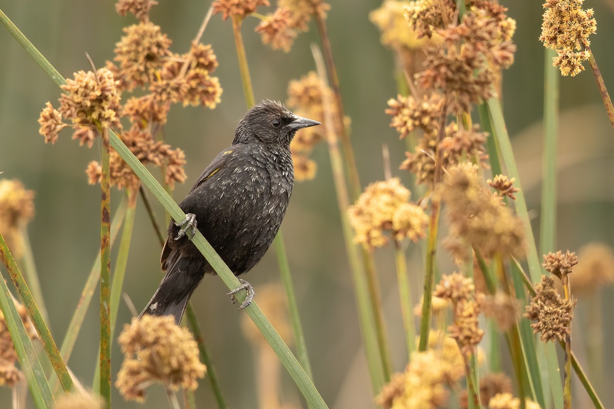 Yellow-winged Blackbird - ML647544472