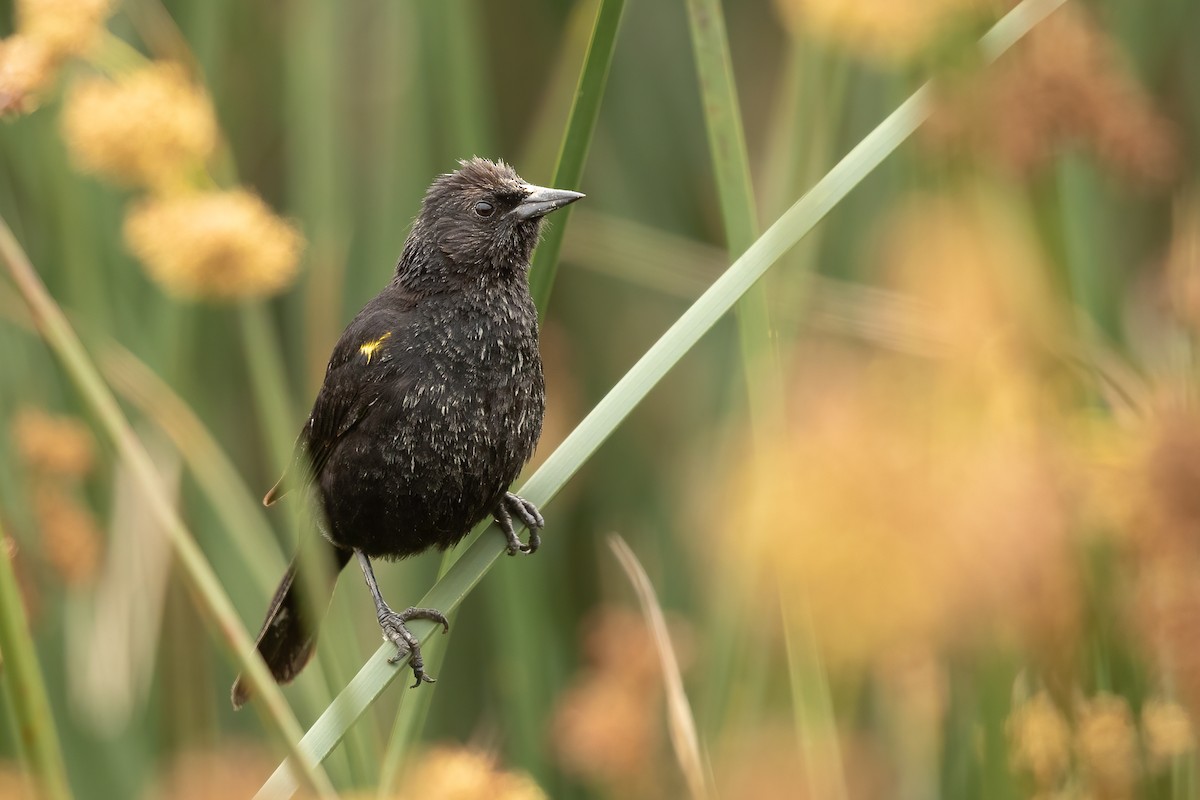 Yellow-winged Blackbird - ML647544473