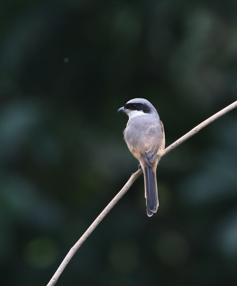 Тибетский сорокопут - ML647544474