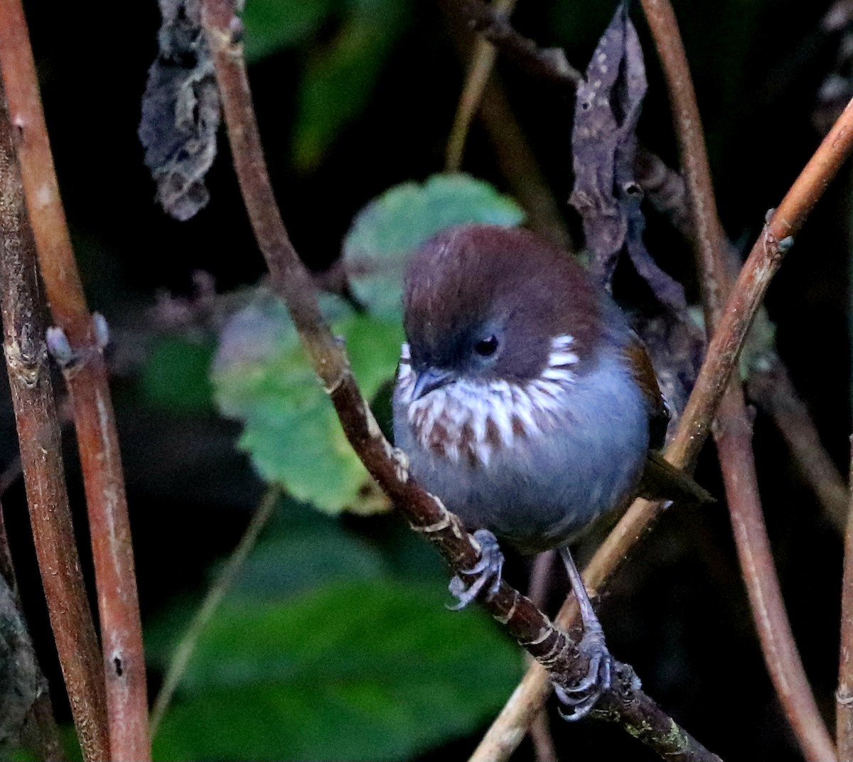 Rufous-throated Fulvetta - ML647544478