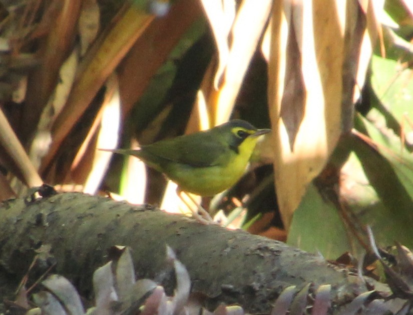 Kentucky Warbler - ML647544487