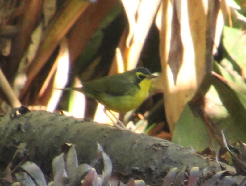 Kentucky Warbler - ML647544488