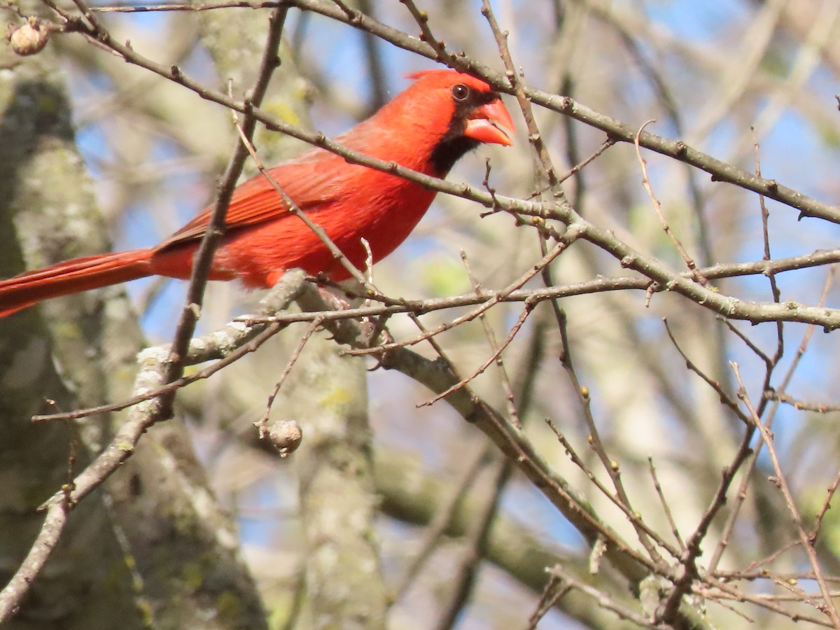 Cardinal rouge - ML647544496