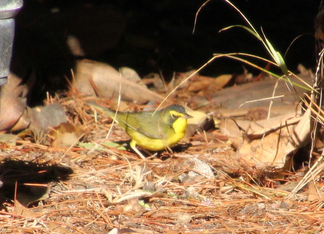 Kentucky Warbler - ML647544497