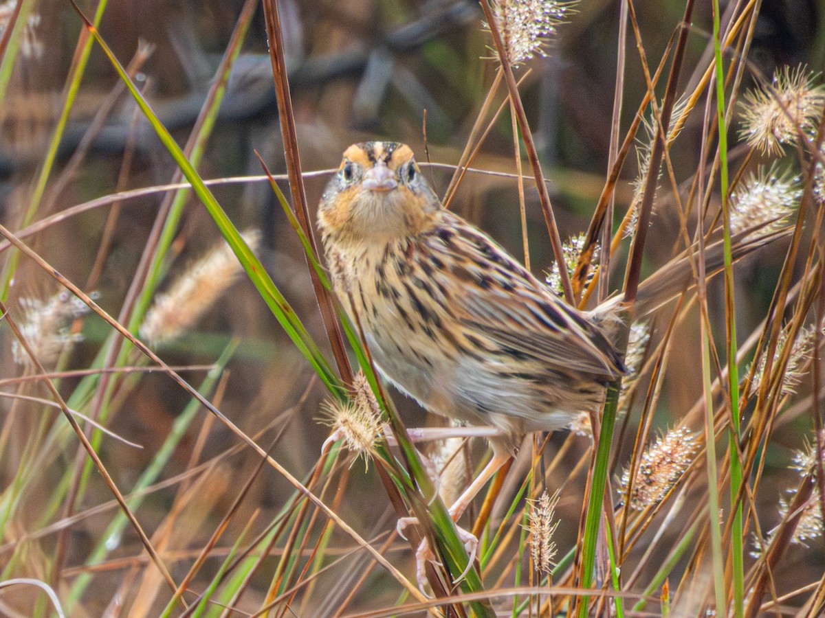 LeConte's Sparrow - ML647544498
