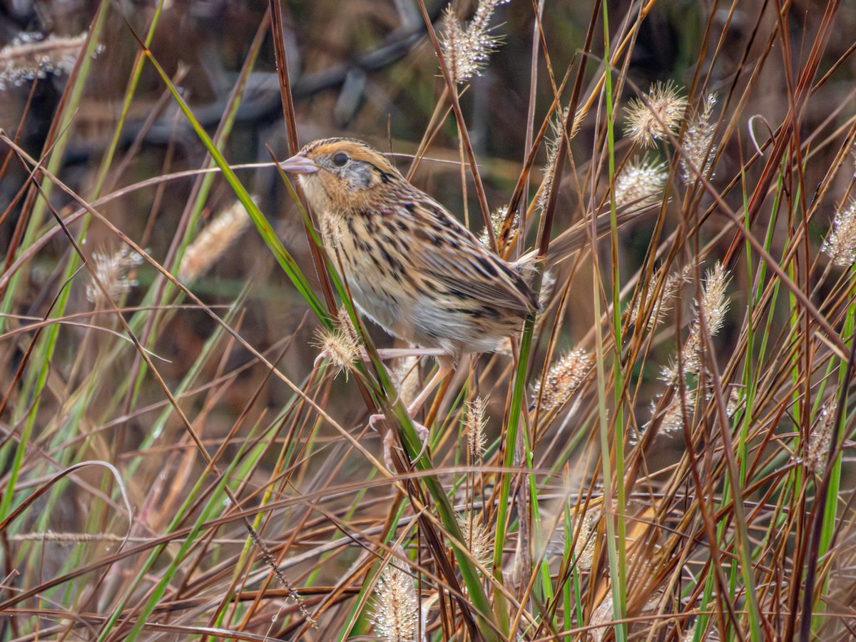 LeConte's Sparrow - ML647544499