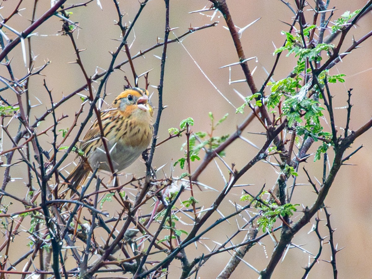 LeConte's Sparrow - ML647544501