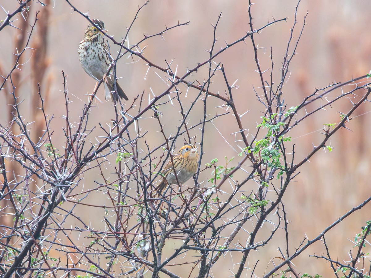 LeConte's Sparrow - ML647544502
