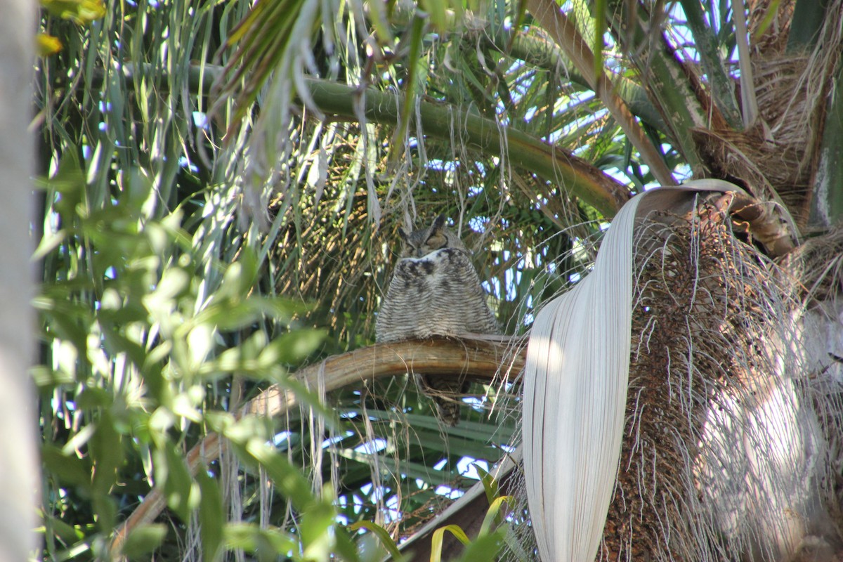 Hontz virginiarra - ML647544511